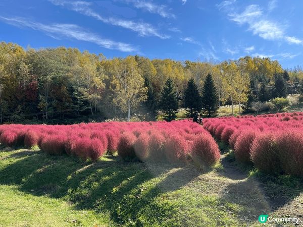 北海道賞楓之旅～今次唔只睇到楓葉仲睇到波波草，好靚呀🥰