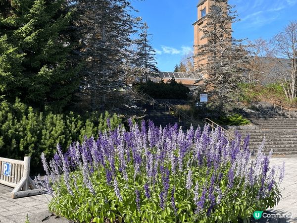 北海道賞楓之旅～今次唔只睇到楓葉仲睇到波波草，好靚呀🥰