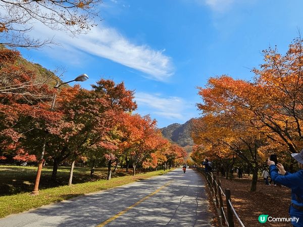 現是去韓國睇銀杏及紅葉的最佳時間