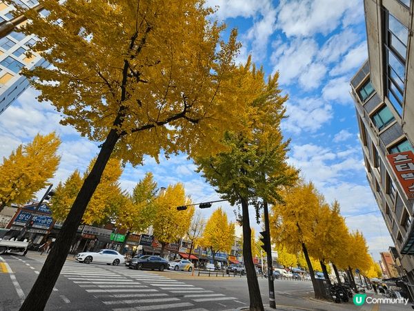現是去韓國睇銀杏及紅葉的最佳時間