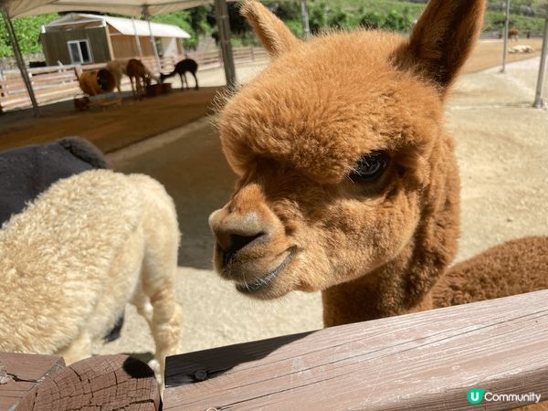 草泥馬，南矣島一日遊