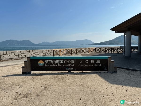 日本廣島大久野島兔仔島，島上兔仔走來走去，十分可愛