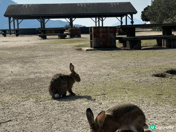 日本廣島大久野島兔仔島，島上兔仔走來走去，十分可愛