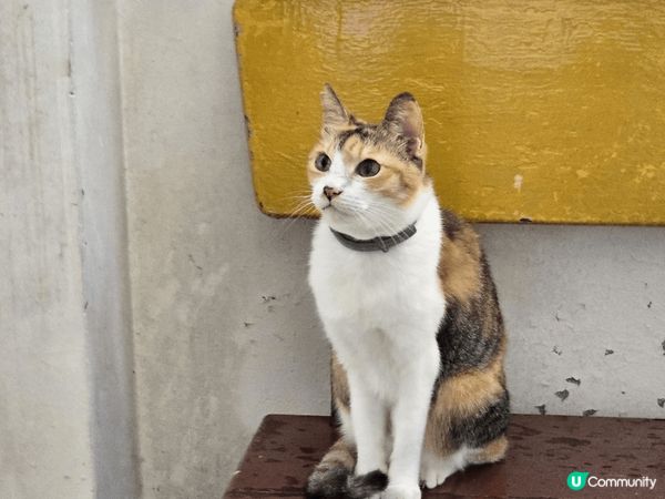台北雞白湯拉麵好好食，猴硐貓村貓貓好可愛，九份風景超優美