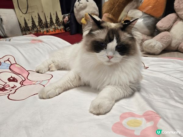 兩隻可愛淘蛋的布偶貓小朋友，貪吃貪玩又好奇，帶給我很多歡樂！...