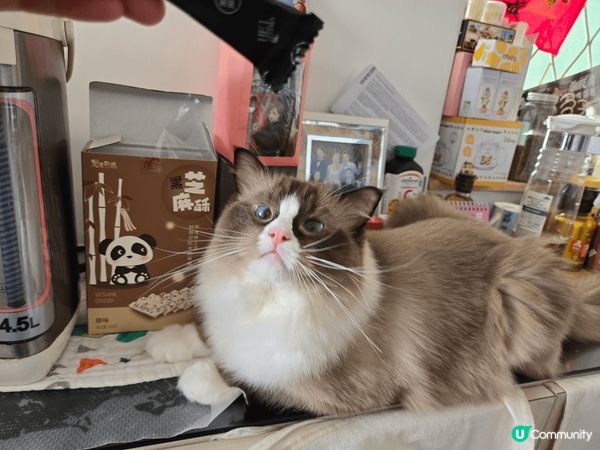 兩隻可愛淘蛋的布偶貓小朋友，貪吃貪玩又好奇，帶給我很多歡樂！...