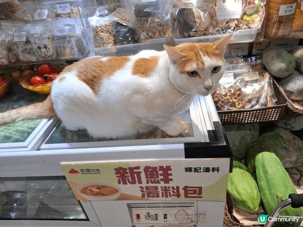 阿福可愛小巧溫馴笨拙敏捷，漂亮乾淨，貓眼靈巧乖巧精靈善變。