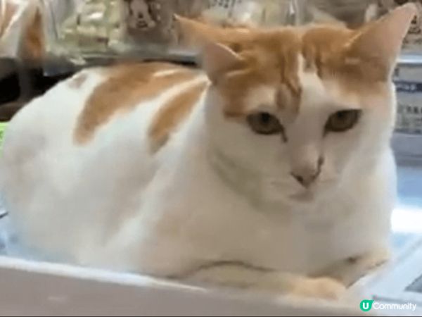 阿福可愛小巧溫馴笨拙敏捷，漂亮乾淨，貓眼靈巧乖巧精靈善變。