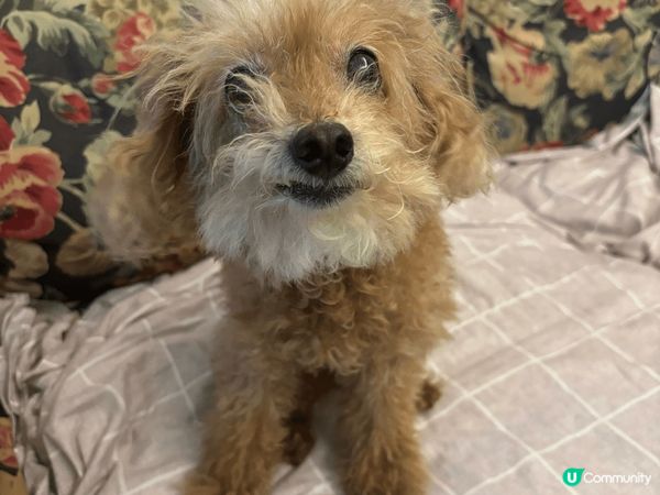 豆豆最愛窩在家裡享受日光浴，但曬得多難免皮膚乾燥痕癢，所以搵...