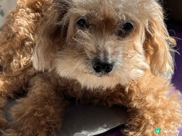 豆豆最愛窩在家裡享受日光浴，但曬得多難免皮膚乾燥痕癢，所以搵...