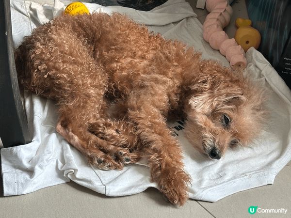 豆豆最愛窩在家裡享受日光浴，但曬得多難免皮膚乾燥痕癢，所以搵...