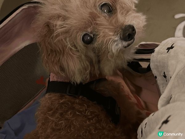 豆豆最愛窩在家裡享受日光浴，但曬得多難免皮膚乾燥痕癢，所以搵...