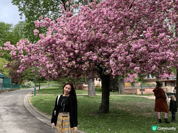 櫻花盛放的時候，在英法兩地浪漫地遊走。