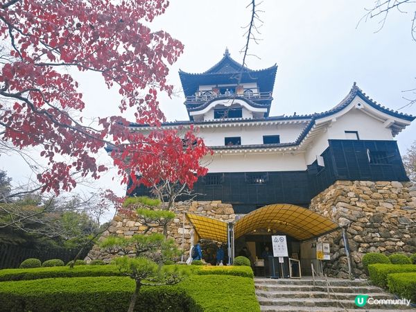 今年嘅紅葉嚴重推遲了，幸好有一棵紅葉樹紅了就在天守閣附近，可...