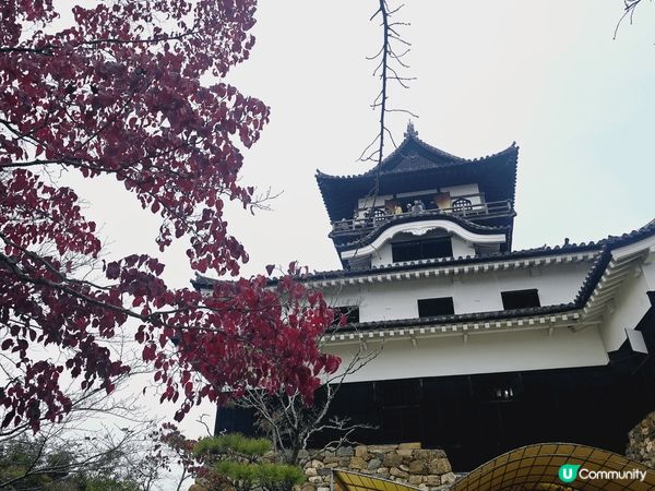 今年嘅紅葉嚴重推遲了，幸好有一棵紅葉樹紅了就在天守閣附近，可...