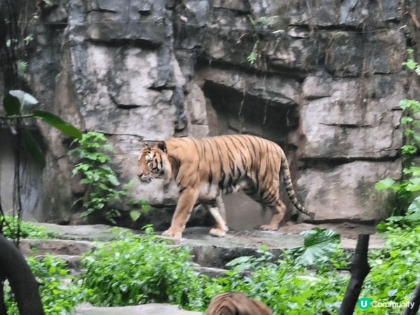 我和家人去了廣州長隆動物園玩足一天真的很多動物，我最喜歡是隻...