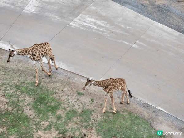 我和家人去了廣州長隆動物園玩足一天真的很多動物，我最喜歡是隻...