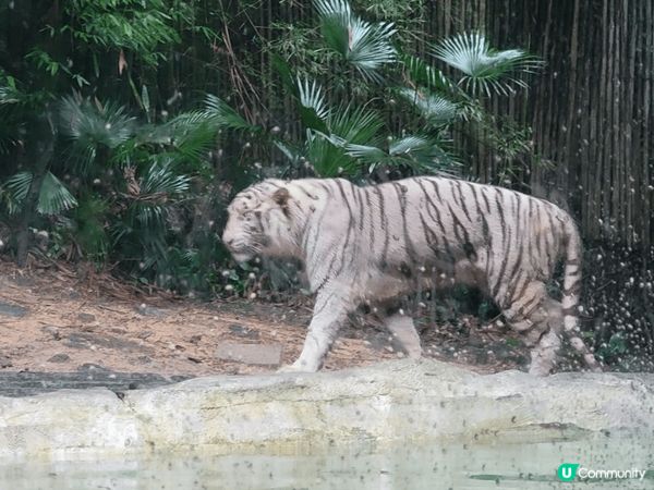 我和家人去了廣州長隆動物園玩足一天真的很多動物，我最喜歡是隻...
