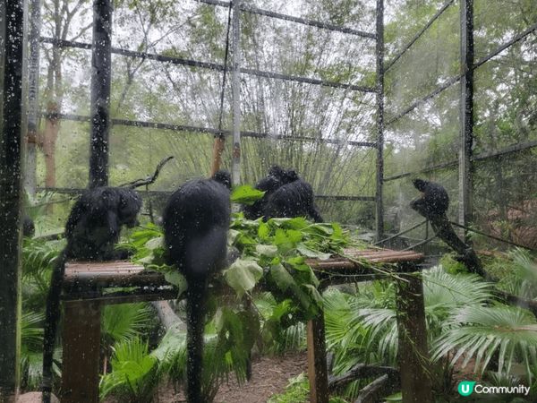 我和家人去了廣州長隆動物園玩足一天真的很多動物，我最喜歡是隻...