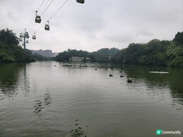 我和家人去了廣州長隆動物園玩足一天真的很多動物，我最喜歡是隻...