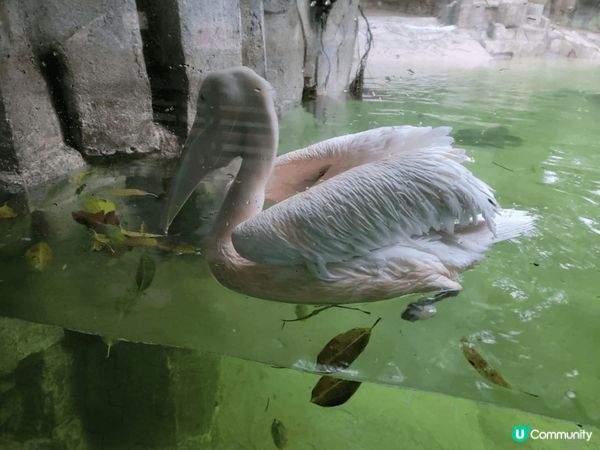 我和家人去了廣州長隆動物園玩足一天真的很多動物，我最喜歡是隻...