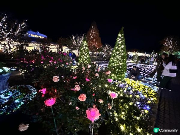 這裏是日本近郊的足利花園，是一個非常值得去的公園，四季有不同...