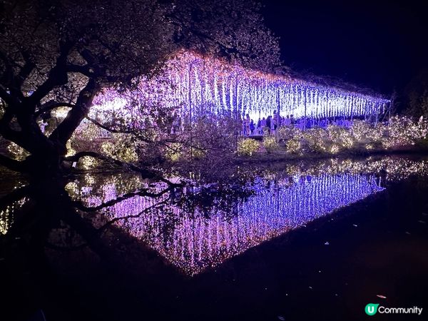 這裏是日本近郊的足利花園，是一個非常值得去的公園，四季有不同...