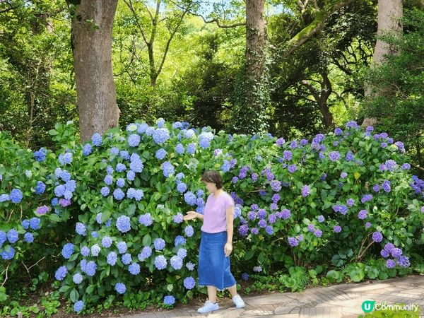 日本伊豆急，下田公園繡球花祭，整個山開滿繡球花，很值得一看。...