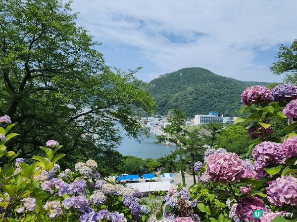 日本伊豆急，下田公園繡球花祭，整個山開滿繡球花，很值得一看。...