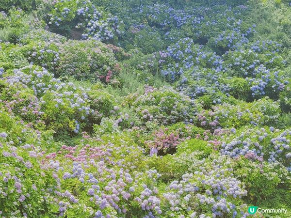 日本伊豆急，下田公園繡球花祭，整個山開滿繡球花，很值得一看。...