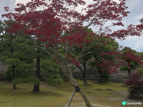 雖然未能在開花季節去京都御園欣賞繁花似錦或一片火紅的紅葉的景...