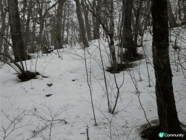 白絲瀑布（白糸の滝）喺輕井澤都係出名嘅景點，整面瀑布有成大約...