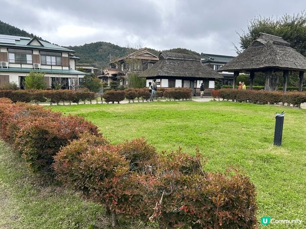 東京河口湖秋天波波草開始染紅，天氣涼爽，在那裏打卡遊人很多，...