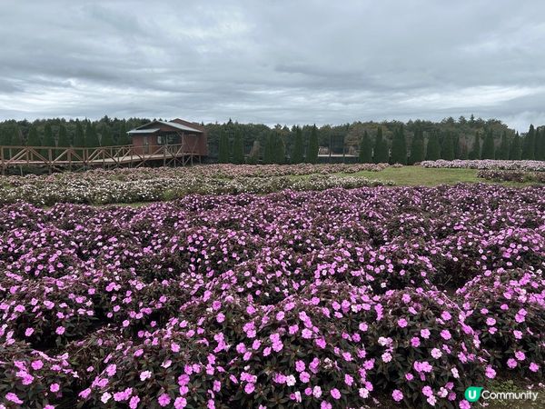 東京河口湖秋天波波草開始染紅，天氣涼爽，在那裏打卡遊人很多，...