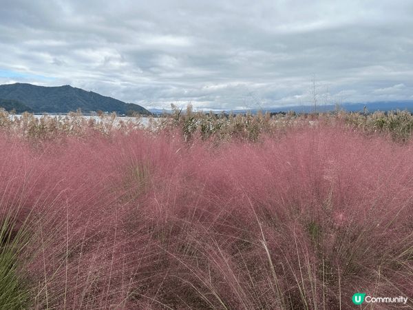 東京河口湖秋天波波草開始染紅，天氣涼爽，在那裏打卡遊人很多，...