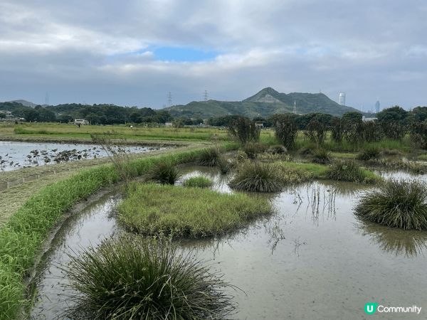 此公園在11月才命名為政府公園，一直以來都只在泥濘路行走，但...