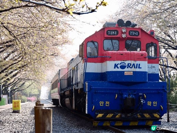 韓國釜山睇櫻花必到地點就係鎮海慶和火車站、每年都有盛放的櫻花...