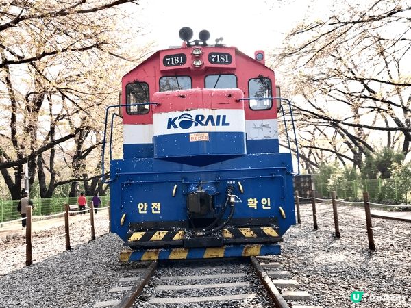 韓國釜山睇櫻花必到地點就係鎮海慶和火車站、每年都有盛放的櫻花...