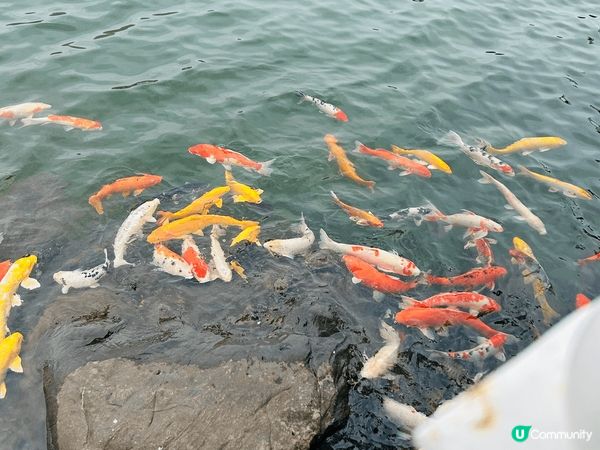 尖沙咀海傍觀賞維多利亞港夜景真的很治癒，半島酒店外的聖誕裝飾...