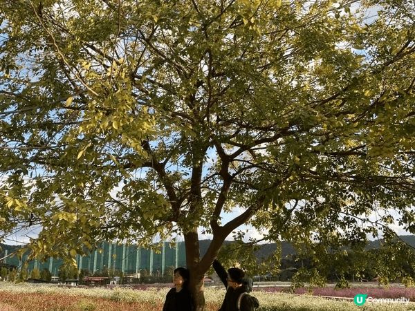 去韓國看風景， 到處都是打卡熱點，去食全洲豆芽湯飯，去中部市...