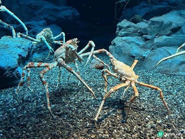 我最推介大阪天保山嘅海遊館!!!本身我超鍾意睇水族館，呢個水...