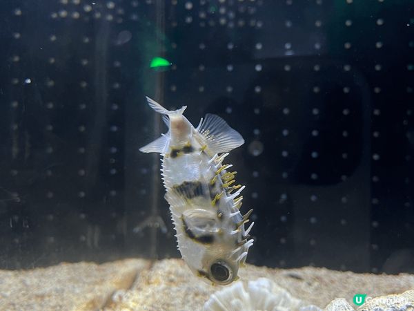 我最推介大阪天保山嘅海遊館!!!本身我超鍾意睇水族館，呢個水...