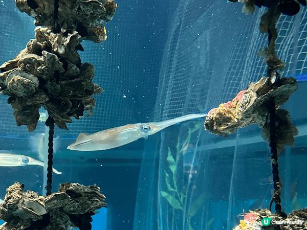 我最推介大阪天保山嘅海遊館!!!本身我超鍾意睇水族館，呢個水...