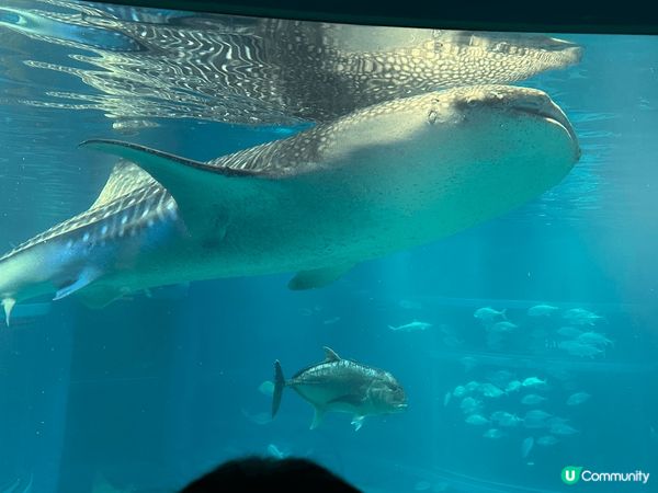 我最推介大阪天保山嘅海遊館!!!本身我超鍾意睇水族館，呢個水...