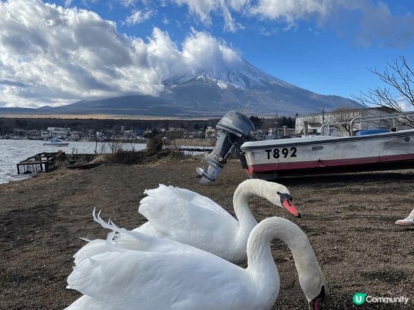 12月5號出發、東京快閃五天「富士山」選左在山中湖住宿、屋前...