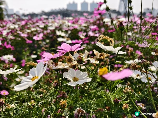 廣州花城廣場地方空曠空氣清新，其實係一個小朋友放電的好地方。...