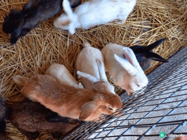 ## 菠蘿園動物樂園 🦙🐰🐐
