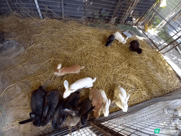 ## 菠蘿園動物樂園 🦙🐰🐐
