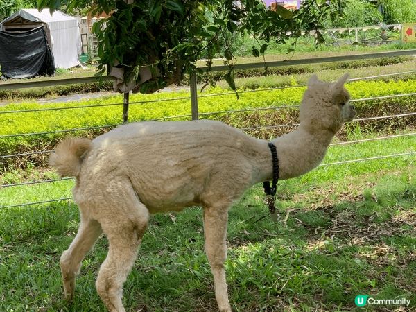 ## 菠蘿園動物樂園 🦙🐰🐐