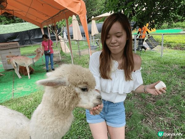 ## 菠蘿園動物樂園 🦙🐰🐐